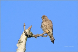 <p>POŠTOLKA OBECNÁ (Falco tinnunculus) /Common kestrel - Turmfalke/</p>